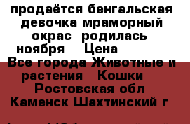 продаётся бенгальская девочка(мраморный окрас).родилась 5ноября, › Цена ­ 8 000 - Все города Животные и растения » Кошки   . Ростовская обл.,Каменск-Шахтинский г.